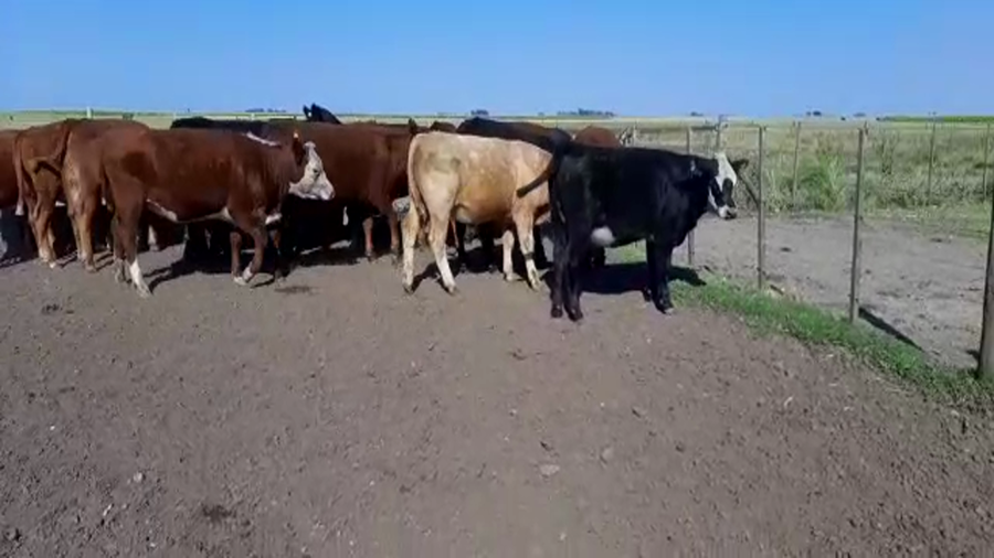 Lote 22 Terneros/as en Gral. Lamadrid, Buenos Aires