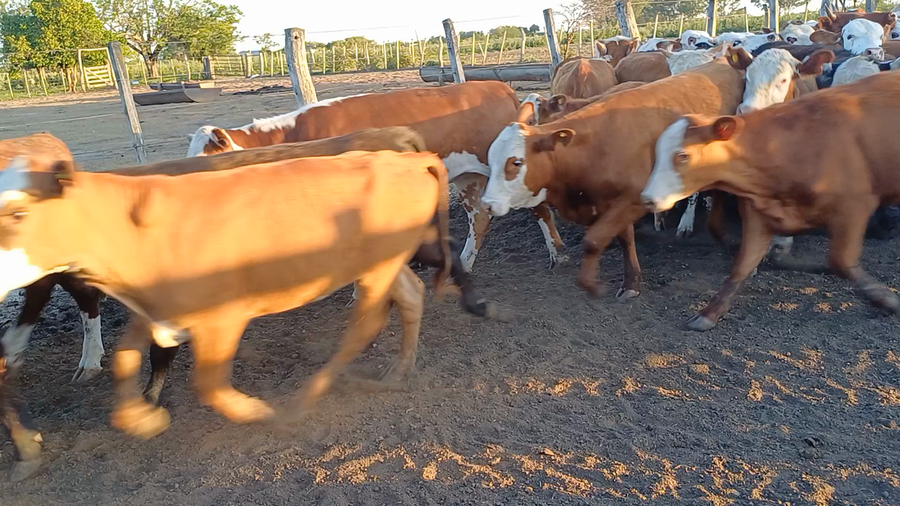 Lote 120 Terneras en Villaguay, Entre Ríos