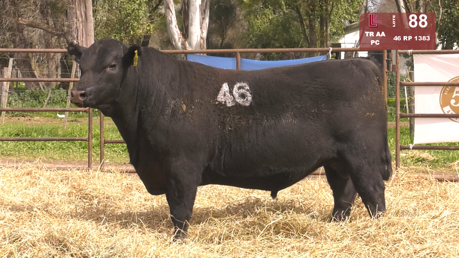 Lote TOROS ANGUS NEGROS  PC