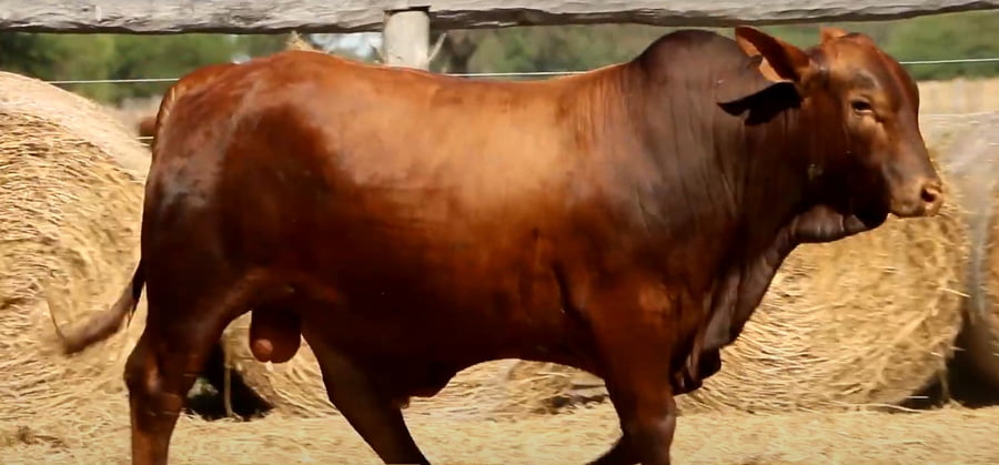 Lote TOROS DE 2 AÑOS