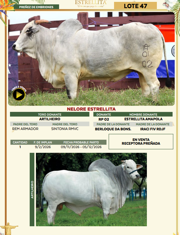 Lote LOTE 47