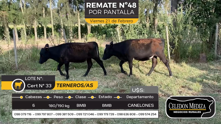 Lote 6 Terneros y Terneras en Otra Localidad, Canelones