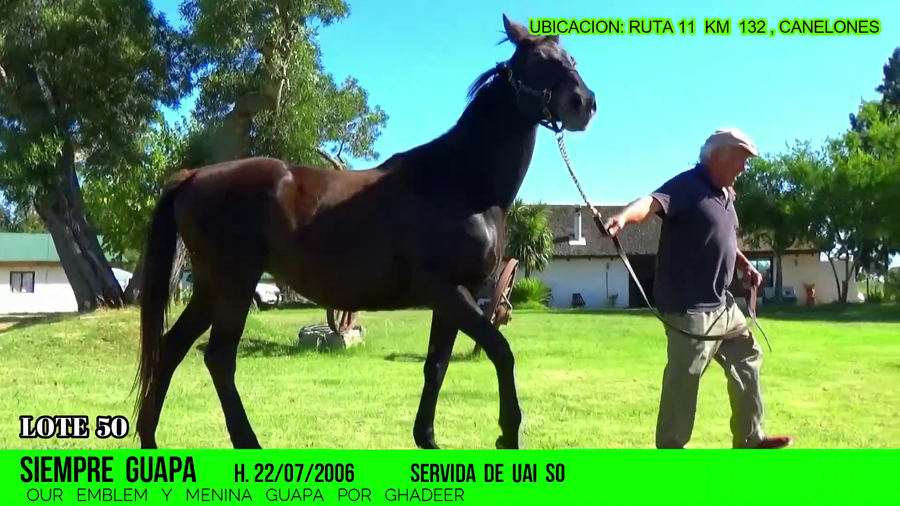 Lote SIEMPRE GUAPA (BRZ)