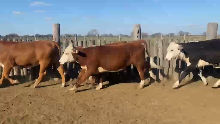 Lote 110 Terneras