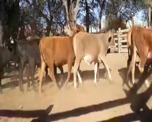 Lote 90 Terneras en Fortín Lugones, Formosa