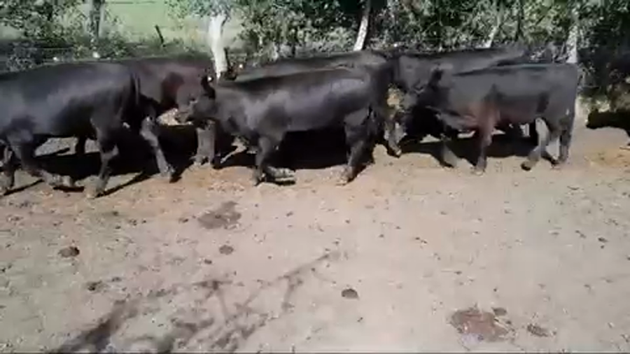 Lote 90 Terneros/as en Colón, Entre Ríos