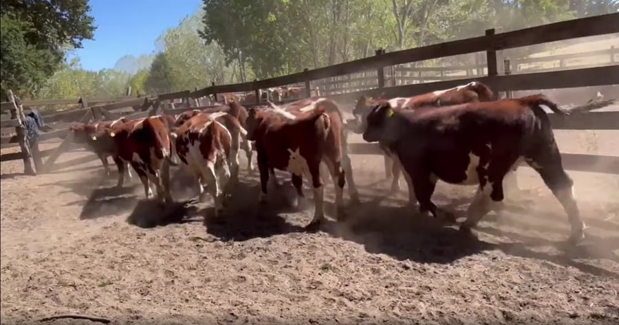 Lote 31 Ternera en Quillón, XVI Región Ñuble