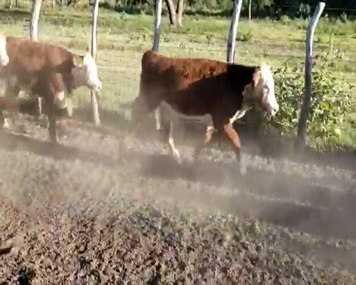 Lote 65 Terneros en Entre Ríos, Villaguay