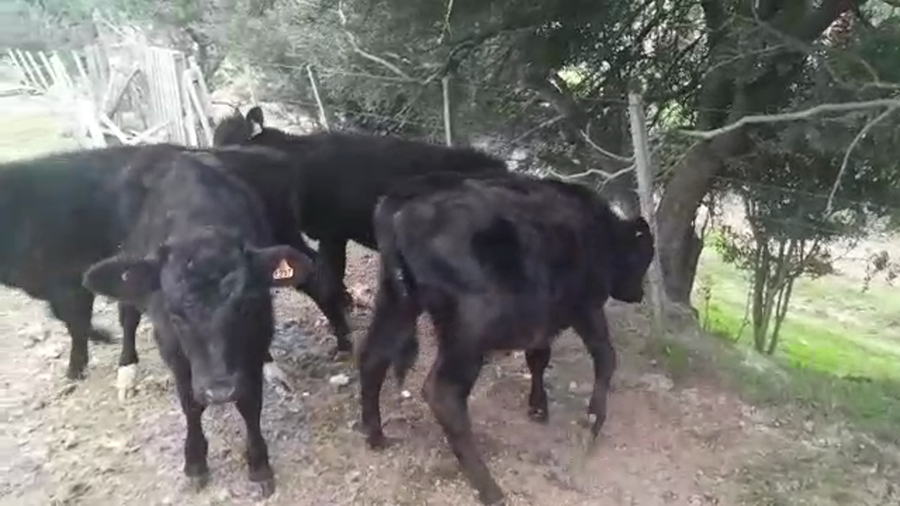 Lote 4 Terneros ANGUS a remate en PANTALLA CAMY 160kg - , San José
