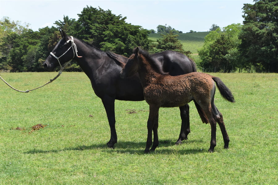 Lote RP 60 - NIEVE TABORDA