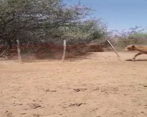 Lote 120 Terneros/as en Monte Quemado, Santiago del Estero