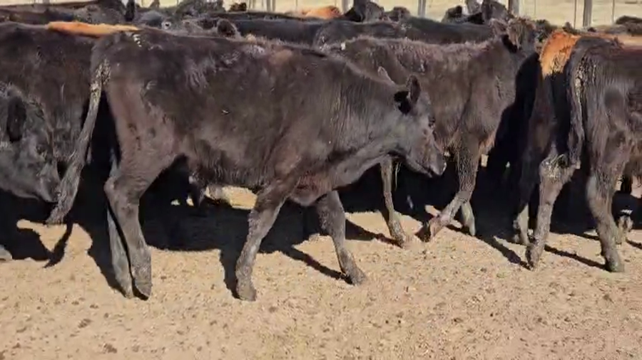 Lote 55 Terneros en Bolívar