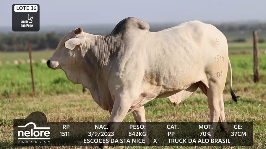 Lote LOTE 36