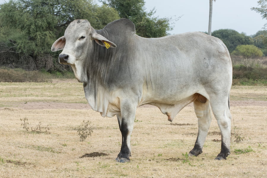Lote Toros Cabaña Don Tomas (RP643) (22)