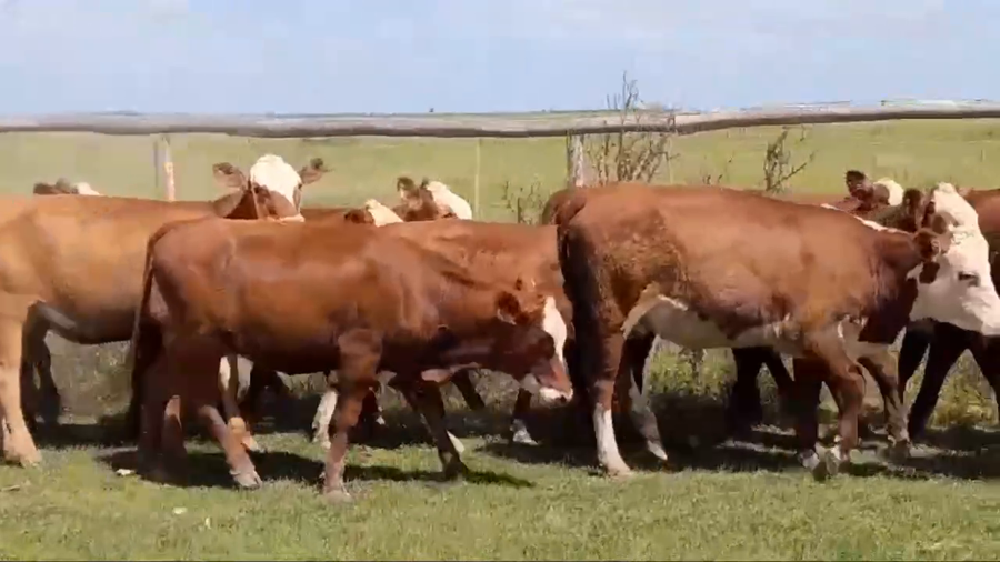 Lote 52 Vaquillonas en Gualeguay, Entre Ríos