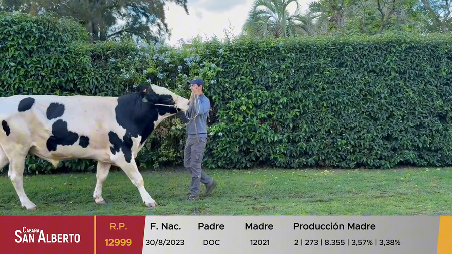 Lote Toros a remate en 40º Cabaña San Alberto, Canelones