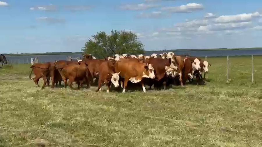 Lote 32 Vacas nuevas Preñadas en Corrientes, Curuzu Cuatia