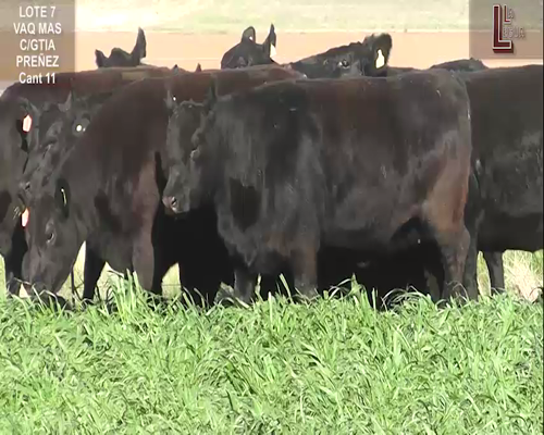 Lote VAQ. A. ANGUS NEGRAS MAS C/GTÍA DE PREÑEZ