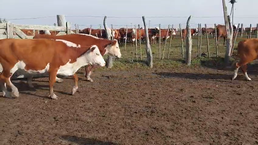 Lote 54 Vacas usadas preñadas en Corrientes, Monte Caseros