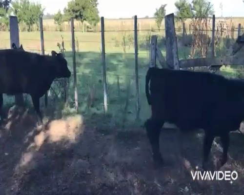 Lote 28 Terneras en Brandsen, Buenos Aires