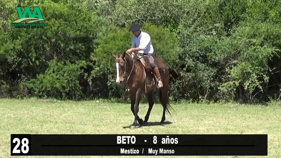 Lote BETO