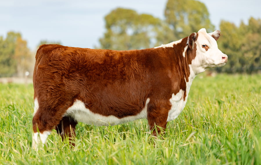 Lote ORDEN 2 TERNERAS PP