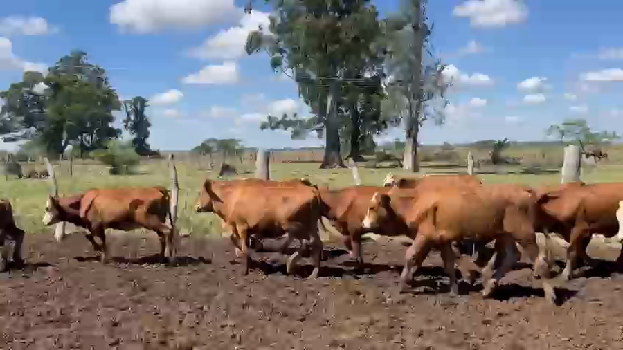 Lote 110 Terneros/as en Corrientes, Bella Vista