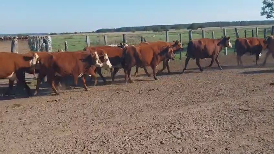 Lote 135 Vacas de invernar