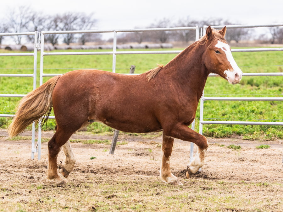 Lote Mañanero Bienvenido