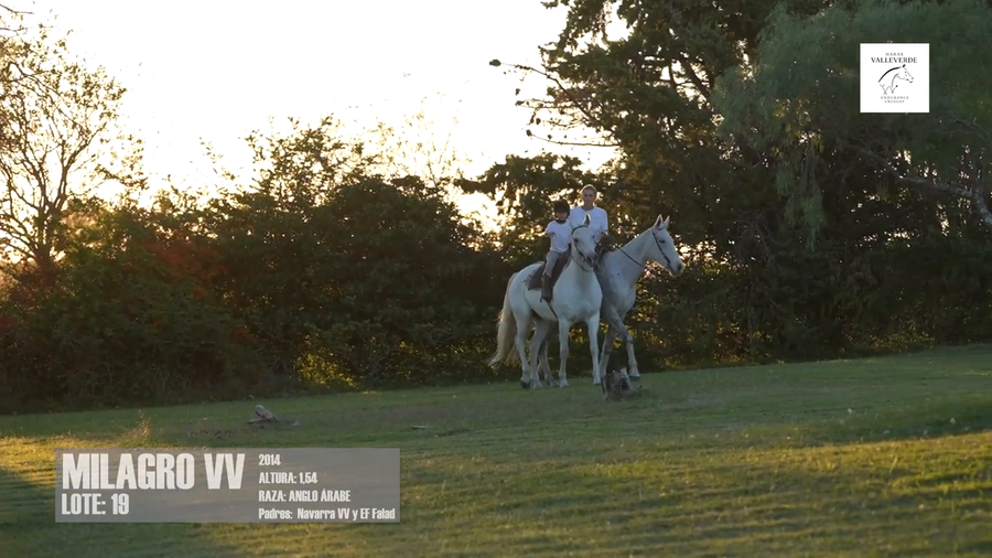 Lote MILAGRO VV