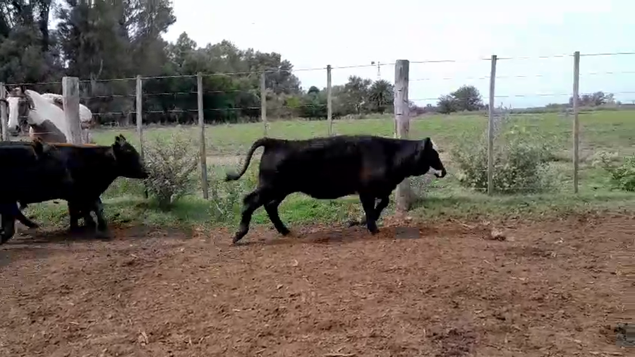 Lote 70 Terneros en Buenos Aires, Las Flores