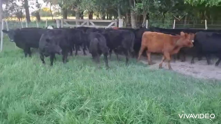 Lote 32 Terneros/as