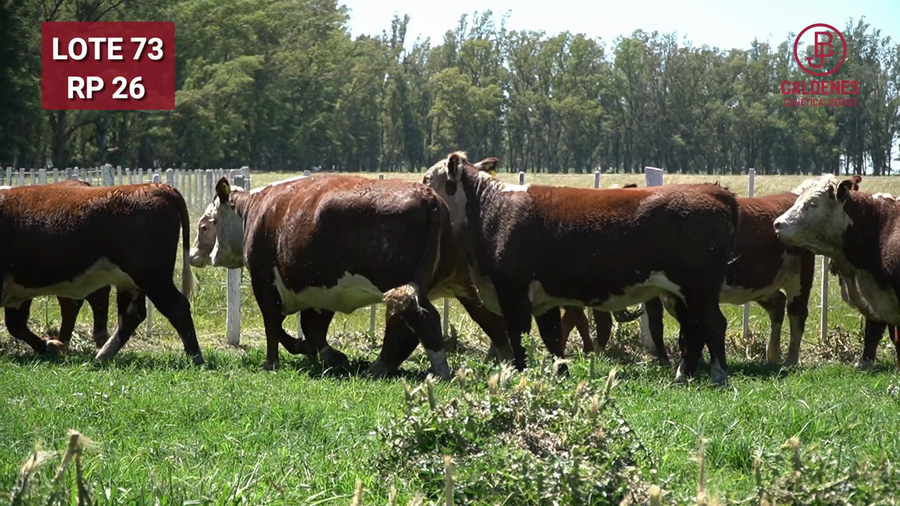 Lote VAQUILLONAS PREÑADAS Rodeo General  -PARICION OTOÑO 2026-
