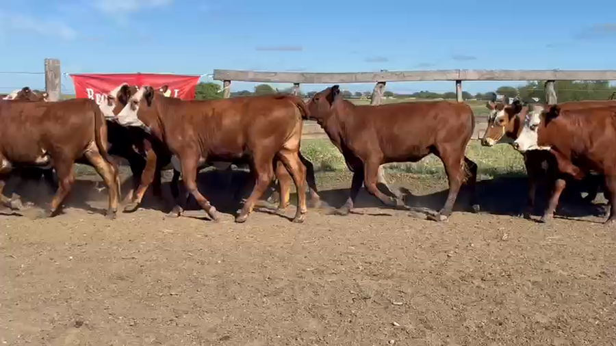 Lote 100 Vaquillonas en Entre Ríos, San Jaime