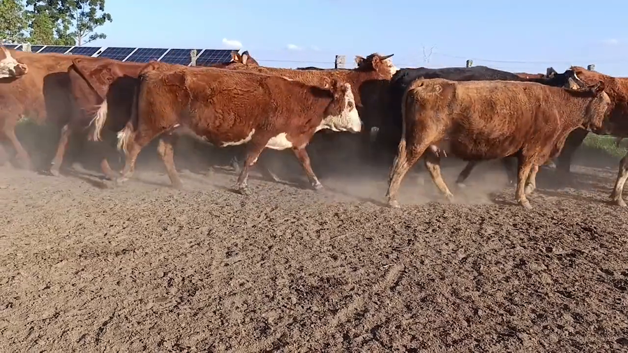 Lote 41 Vientres Preñadps