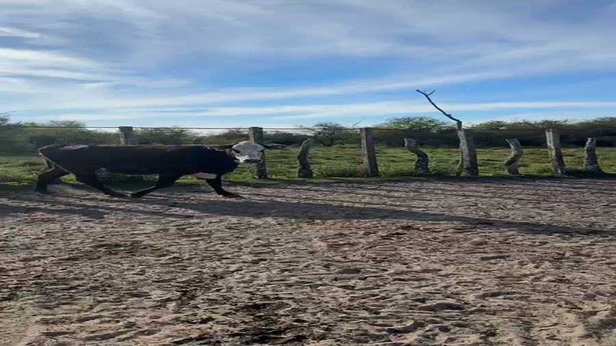 Lote 28 Vacas con Cría  en Corrientes, Bonpland