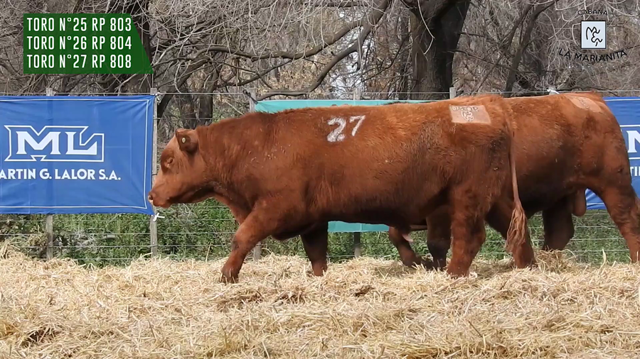 Lote "Cabaña ""La Marianita"" Toros Angus PC"