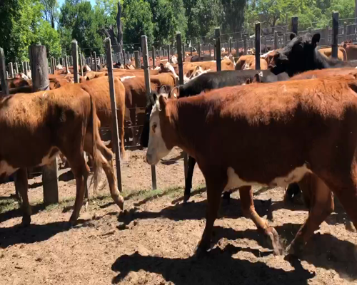 Lote 42 Novillos en Cerro Largo, Cerro Largo