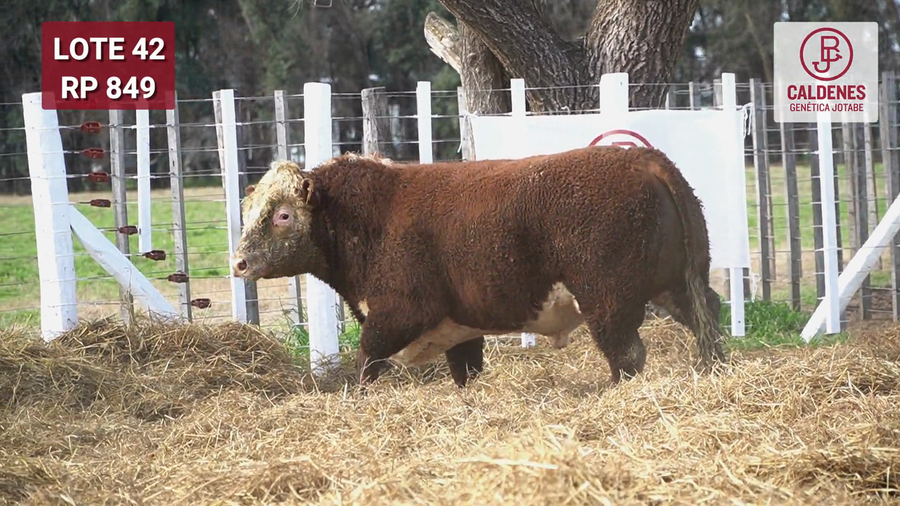 Lote Toro PR