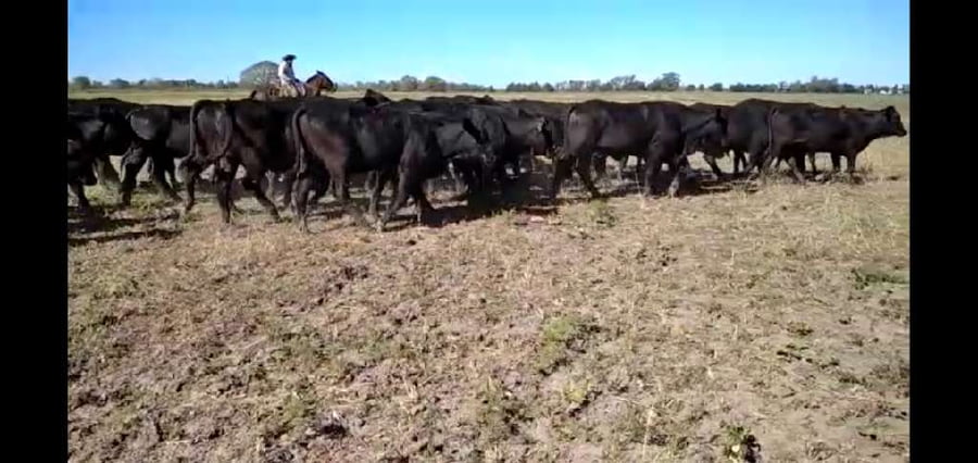 Lote 40 Vaquillonas en El Colorado, Formosa