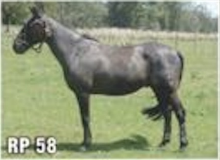 Lote CORAJUDO DEL QUEBRACHAL