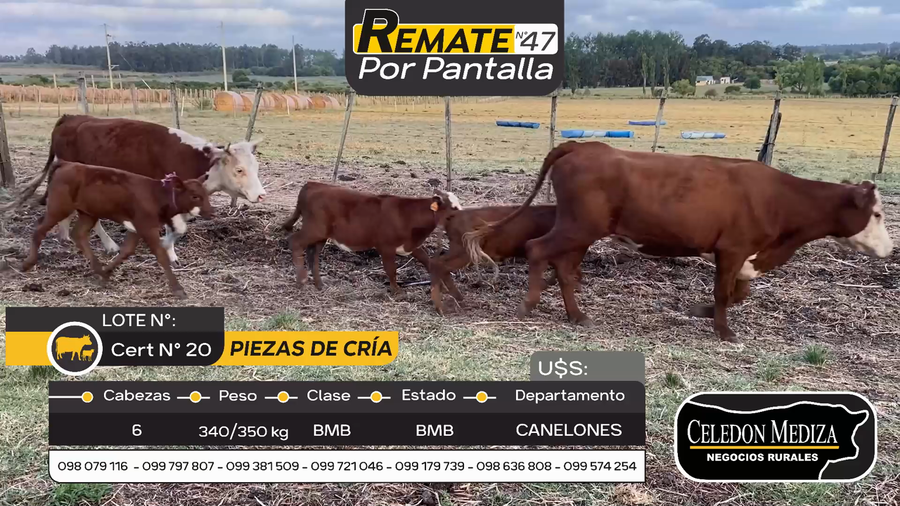 Lote 6 Piezas de cría en Otra Localidad, Canelones