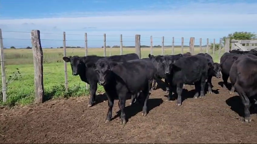 Lote 65 Terneros en Verónica, Buenos Aires