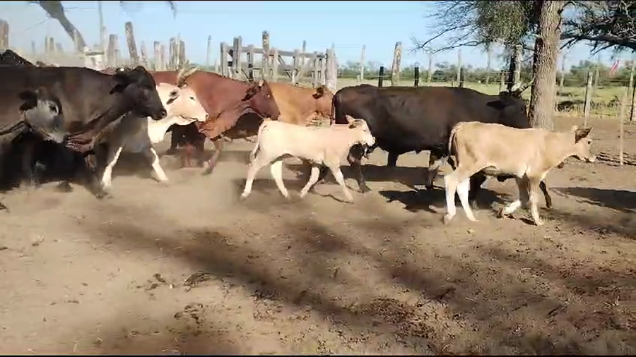 Lote 23 Vacas medio uso C/ cria en Añatuya, Santiago del Estero