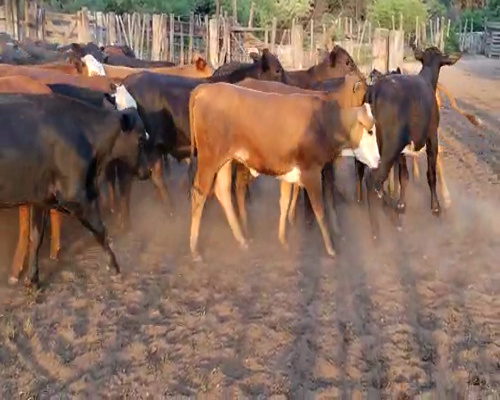 Lote 120 Terneros/as en Tintina, Santiago del Estero