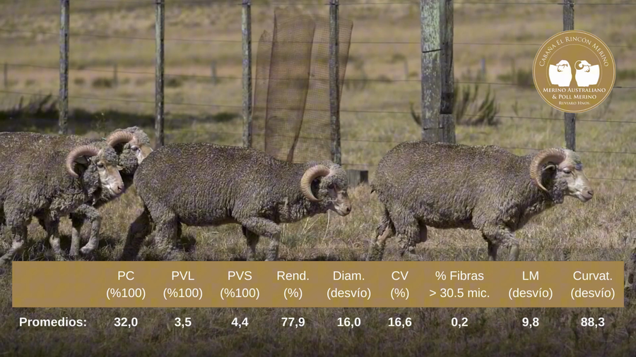 Lote Carneros de campo