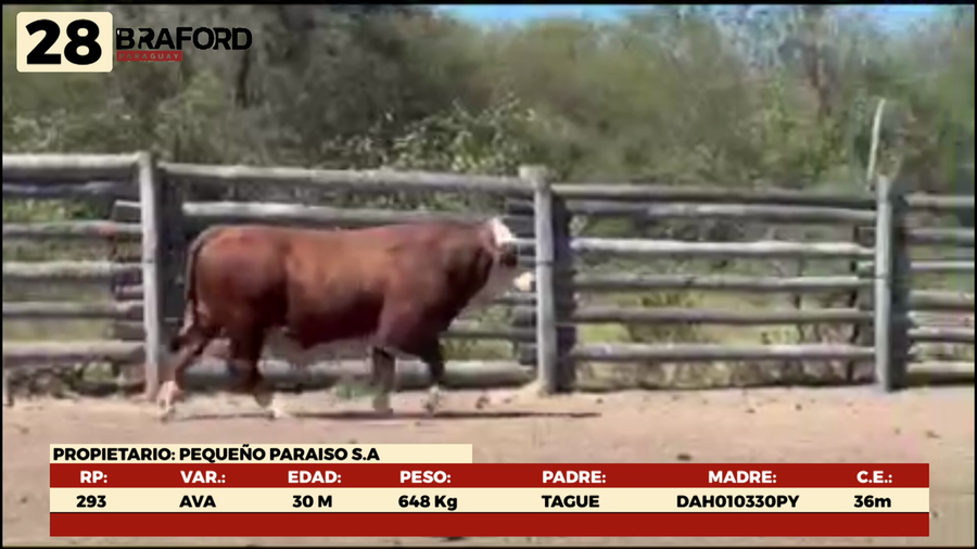 Lote LOTE 28 MACHOS DE CAMPO