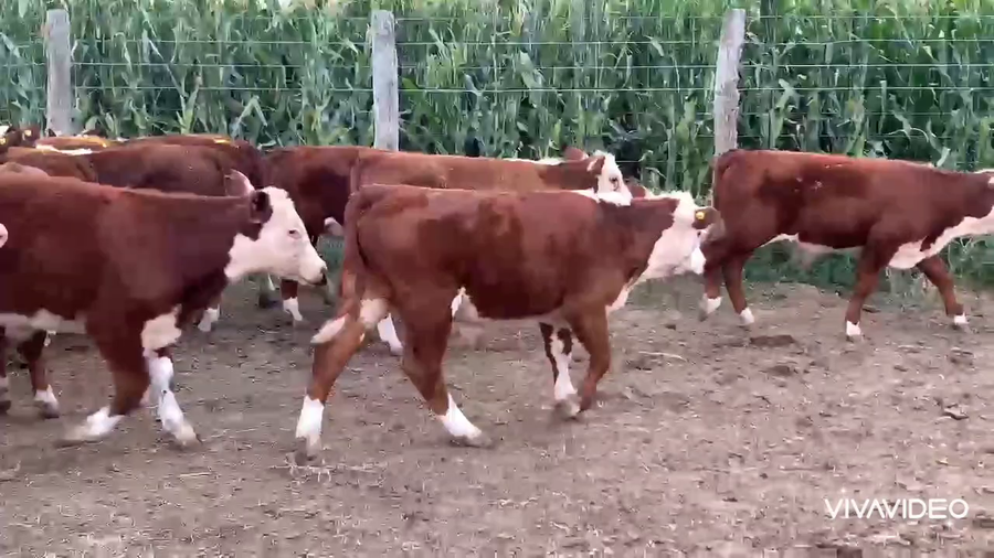 Lote 75 Terneros en Chascomús, Buenos Aires