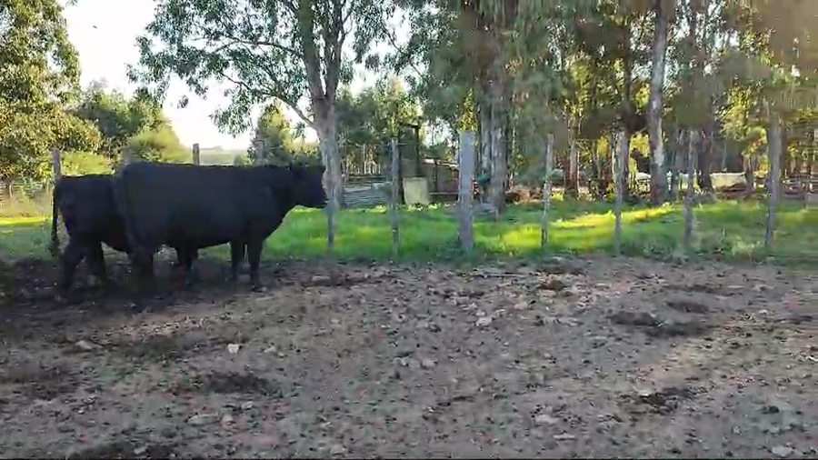 Lote 3 Toros AA PI a remate en Pantalla Camy 400kg -  en Mal Abrigo