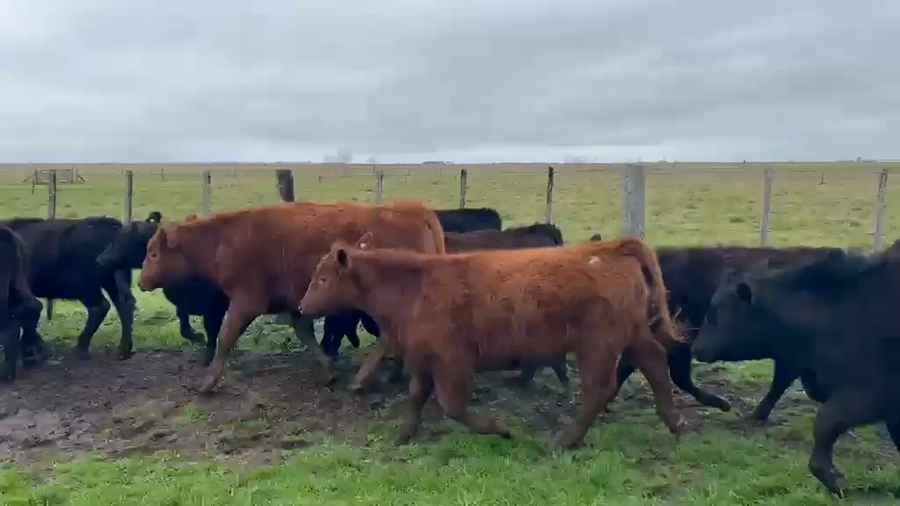 Lote 22 Novillitos